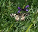 IMGP0389-1024.jpg