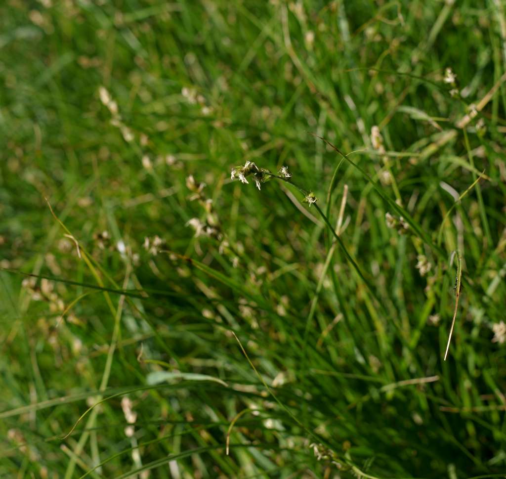 IMGP0597-1024.jpg