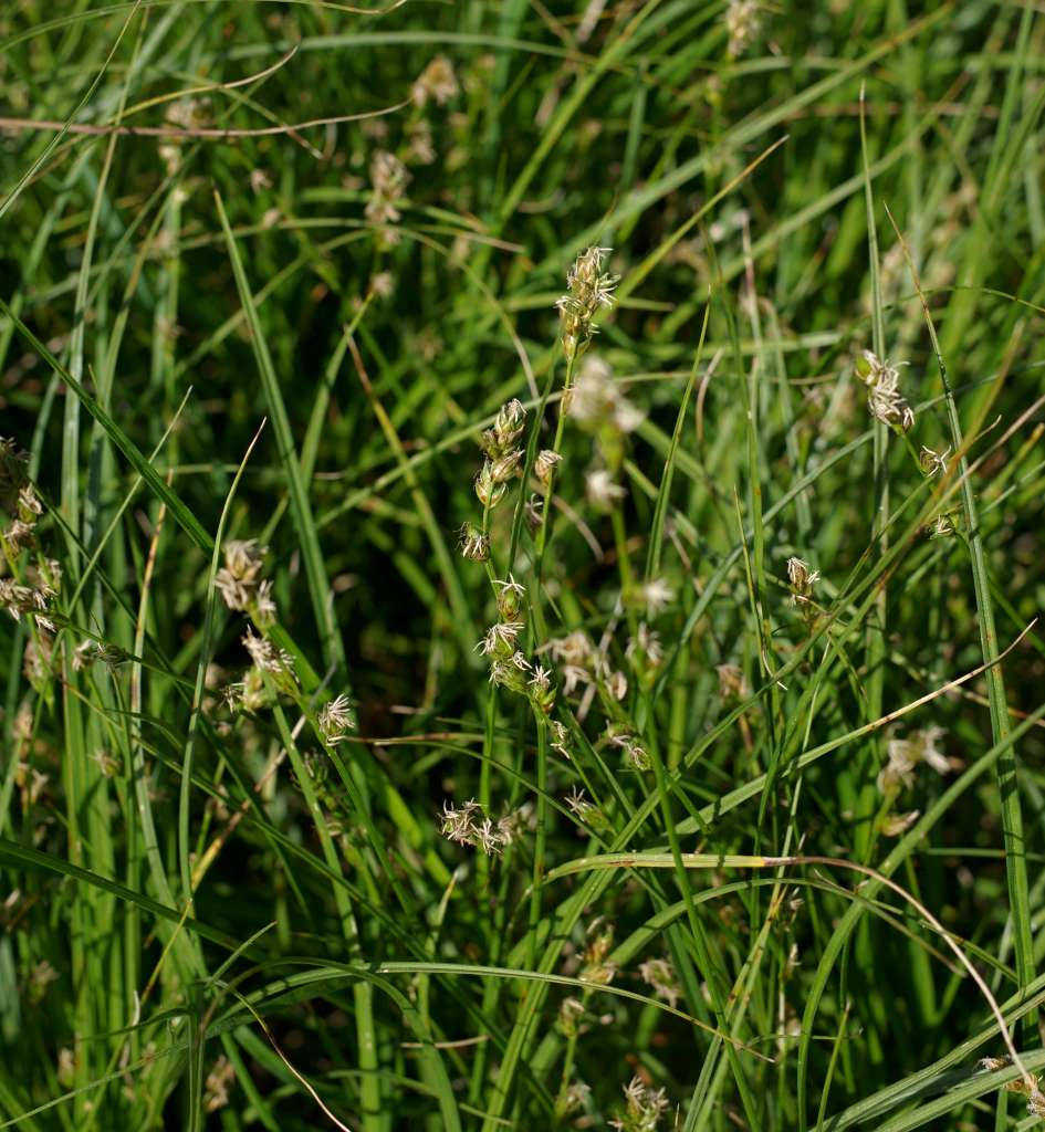 IMGP0599-1024.jpg