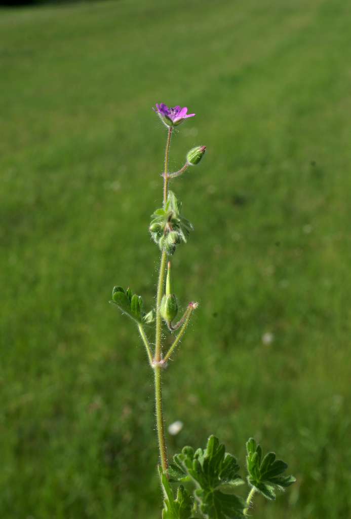 IMGP0615-1024.jpg