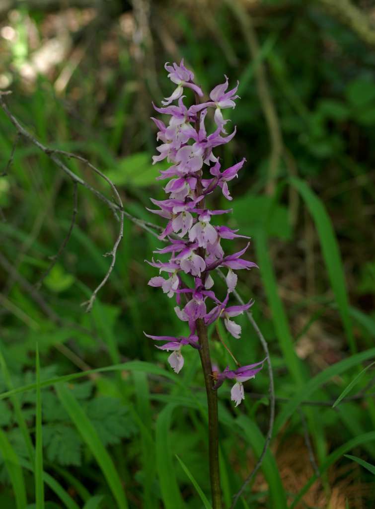 IMGP0634-1024.jpg