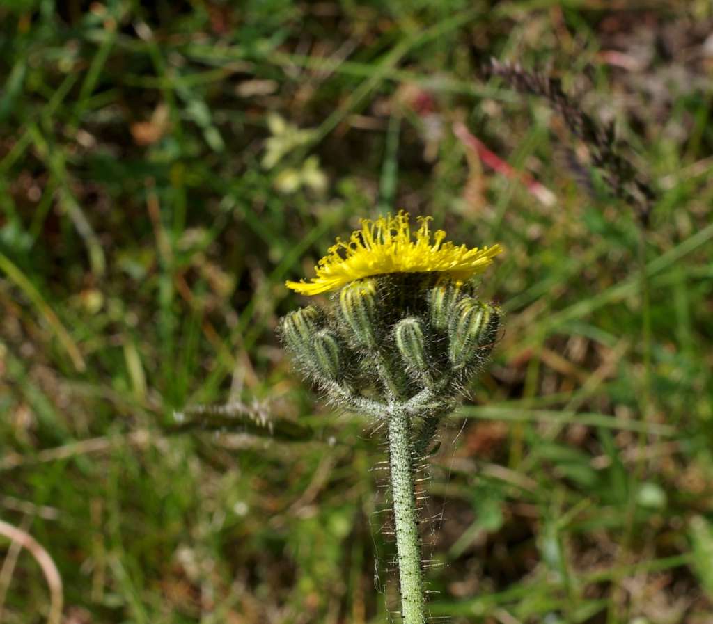 IMGP0638-1024.jpg