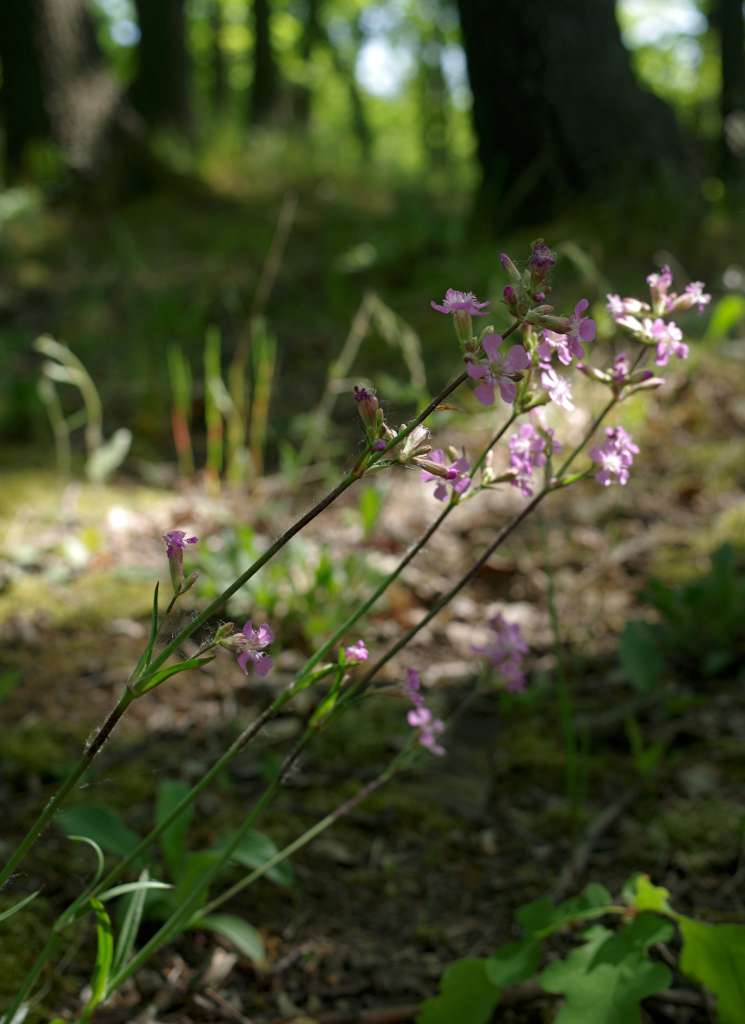 IMGP0662-1024.jpg