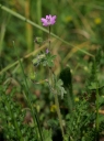 IMGP0607-1024.jpg