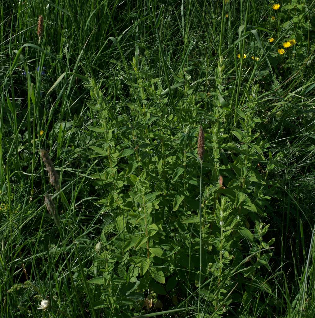 IMGP1280-1024.jpg