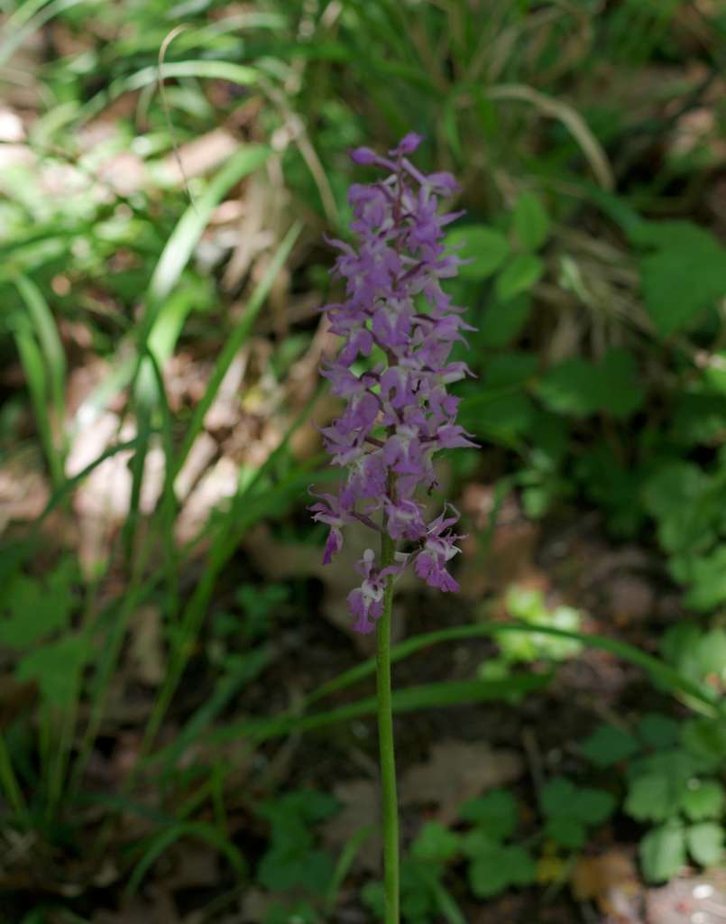 IMGP1333-1024.jpg