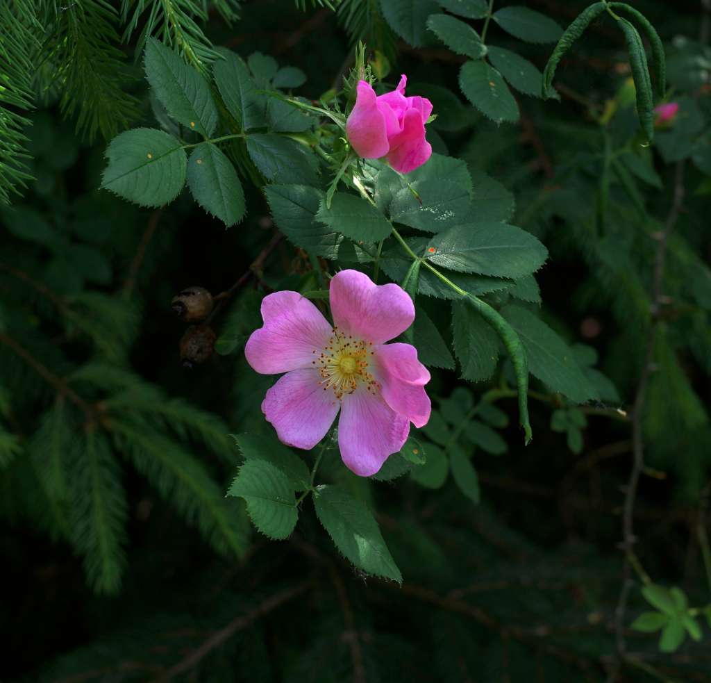 IMGP1520-1024.jpg