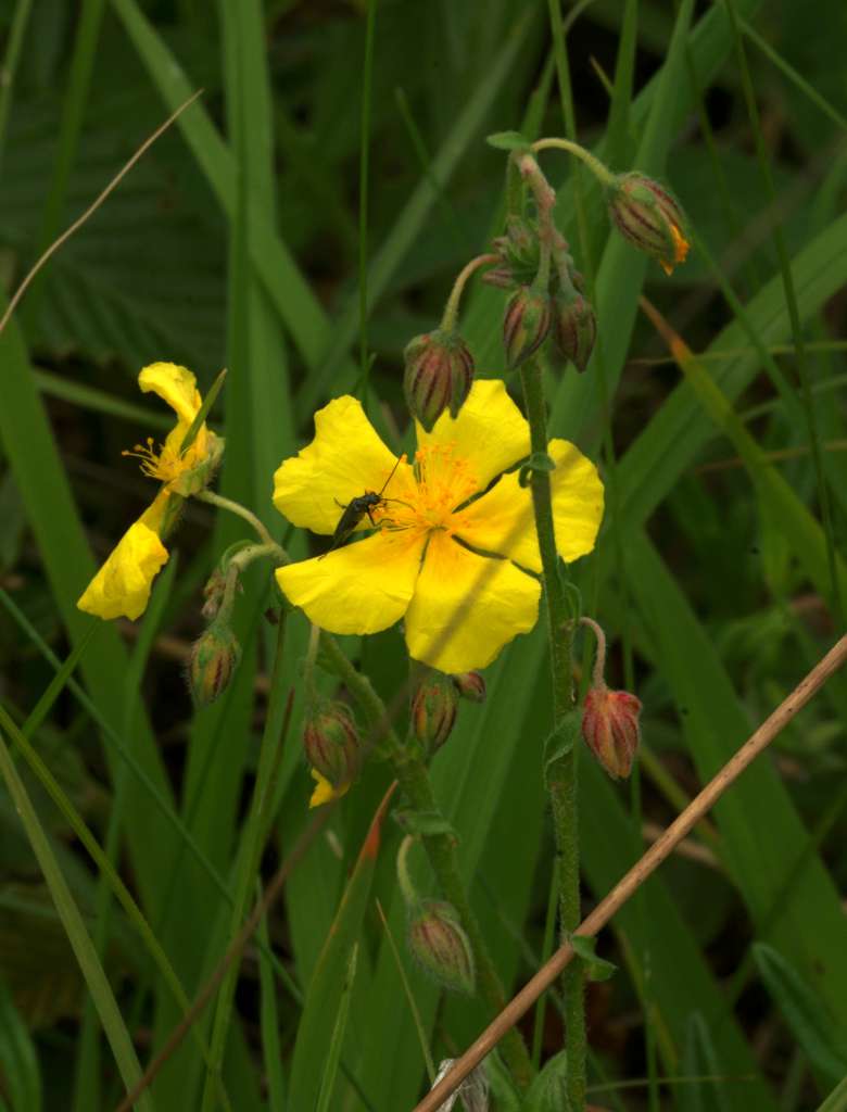 IMGP1681-1024.jpg