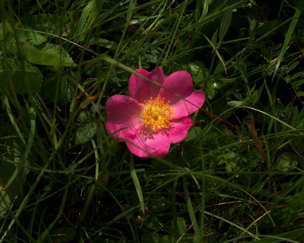 IMGP1786-1024.jpg