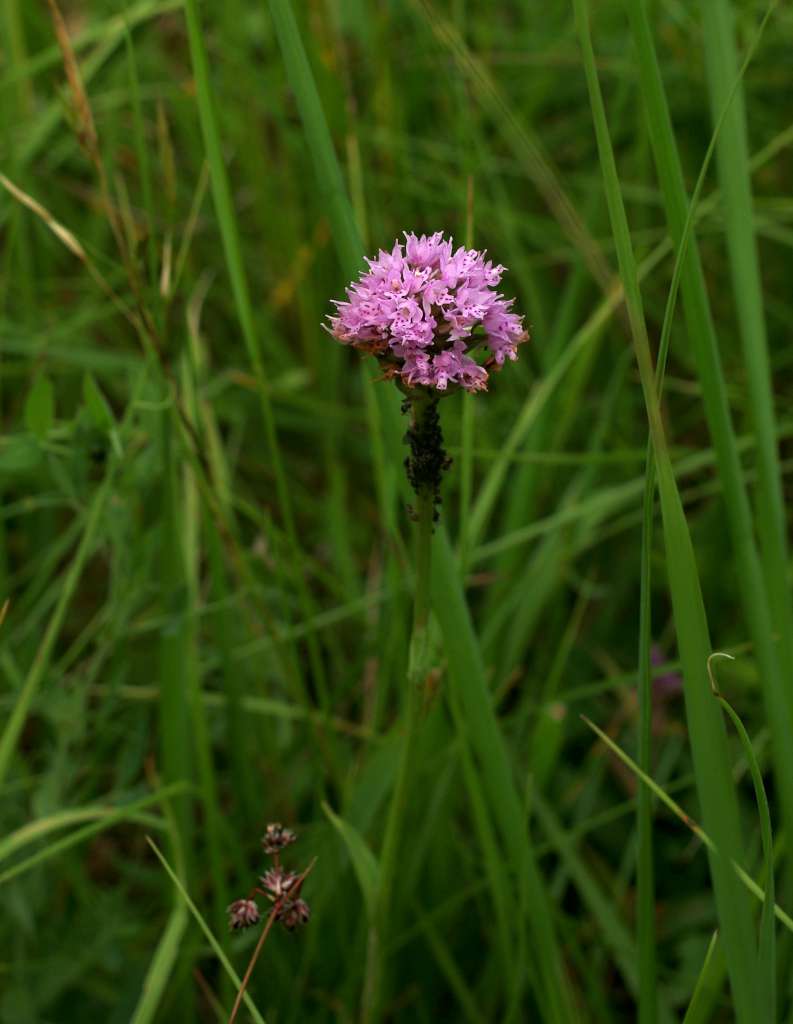 IMGP1789-1024.jpg