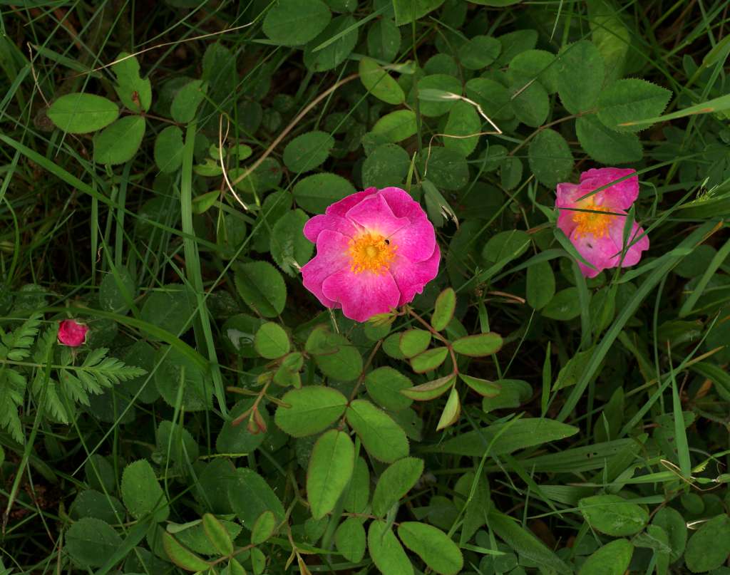 IMGP1792-1024.jpg