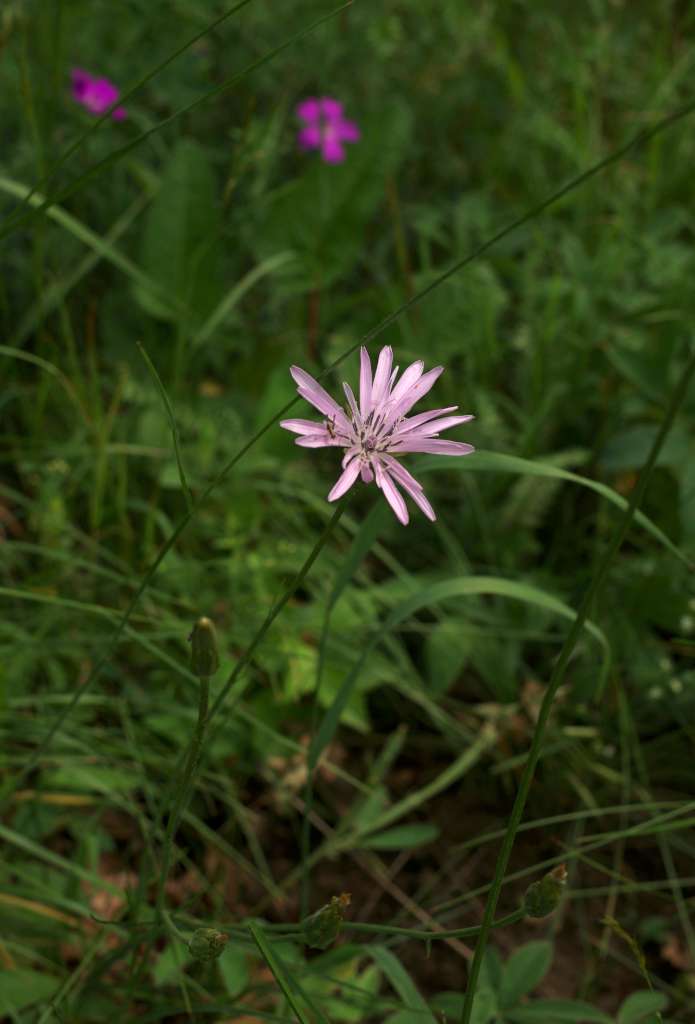 IMGP1795-1024.jpg