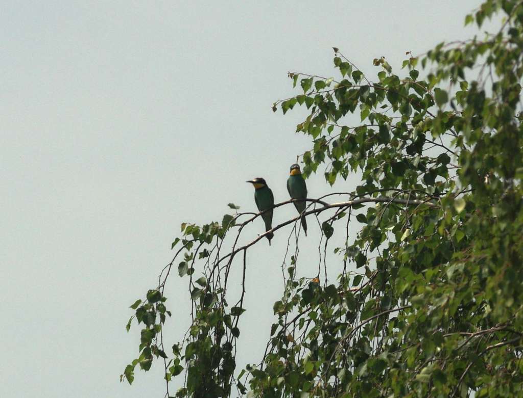 IMGP1860-1024.jpg