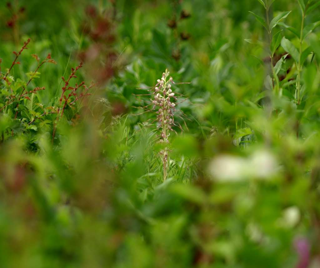 IMGP2012-1024.jpg