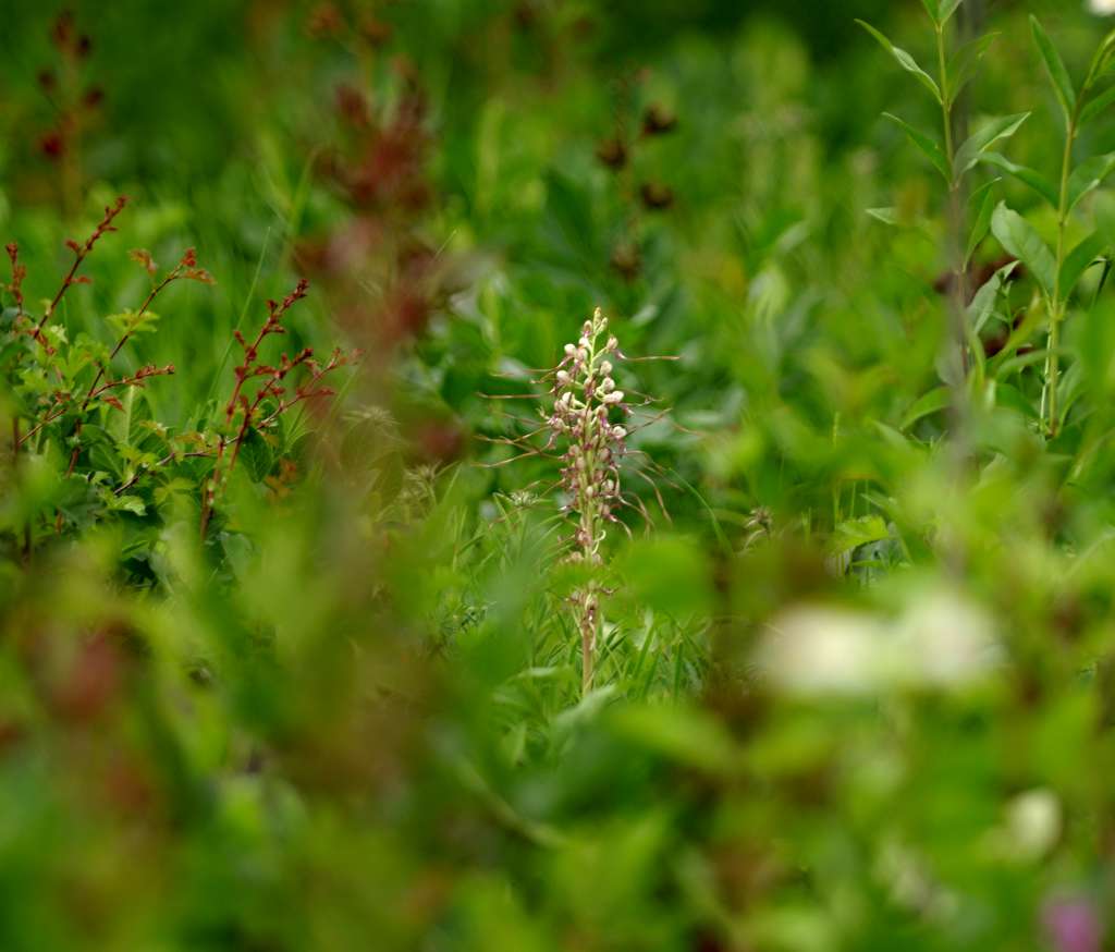 IMGP2013-1024.jpg