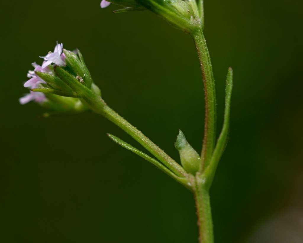 IMGP2179-1024.jpg