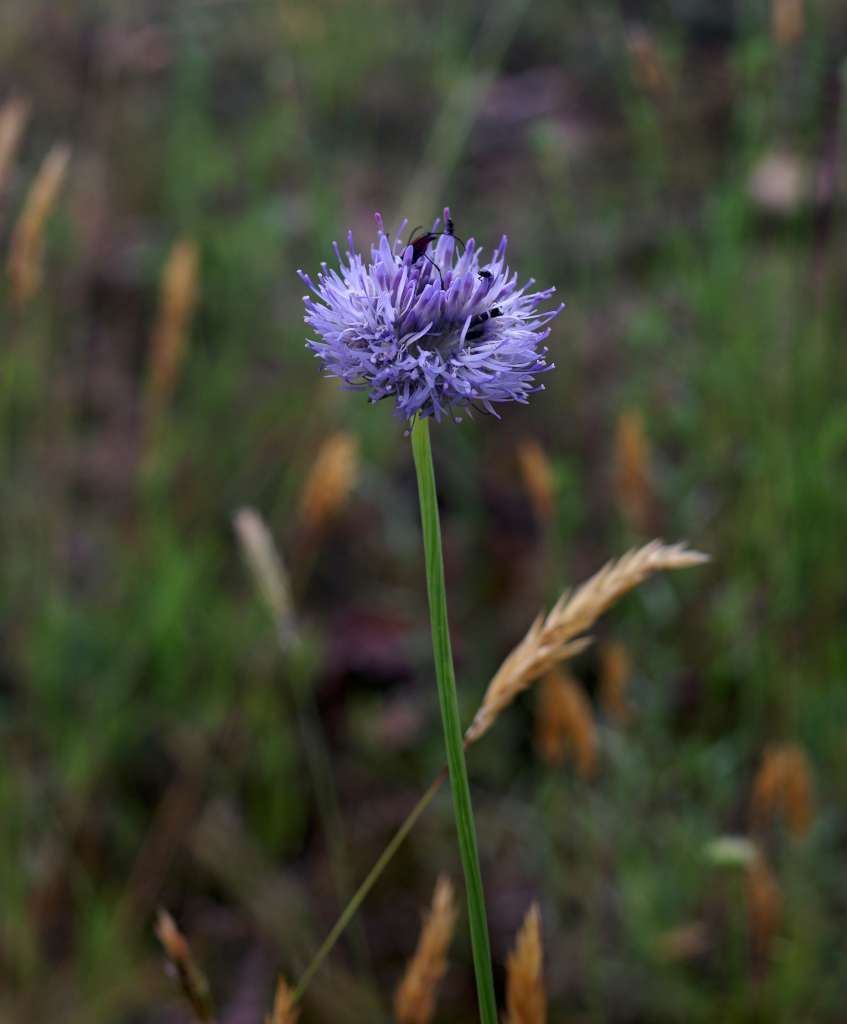IMGP2294-1024.jpg