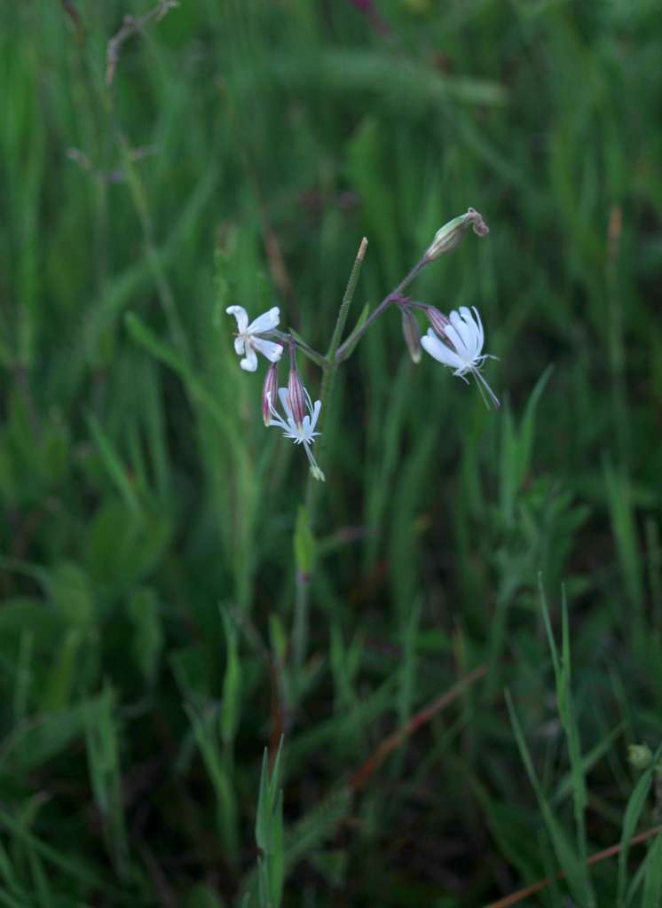 IMGP2315-1024.jpg