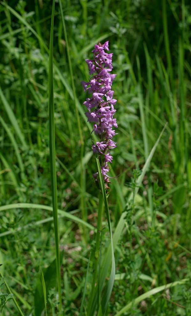 IMGP2334-1024.jpg