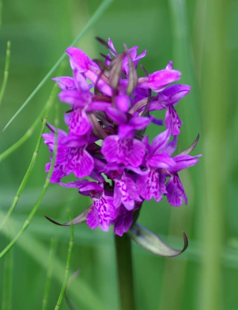 IMGP2500-1024.jpg