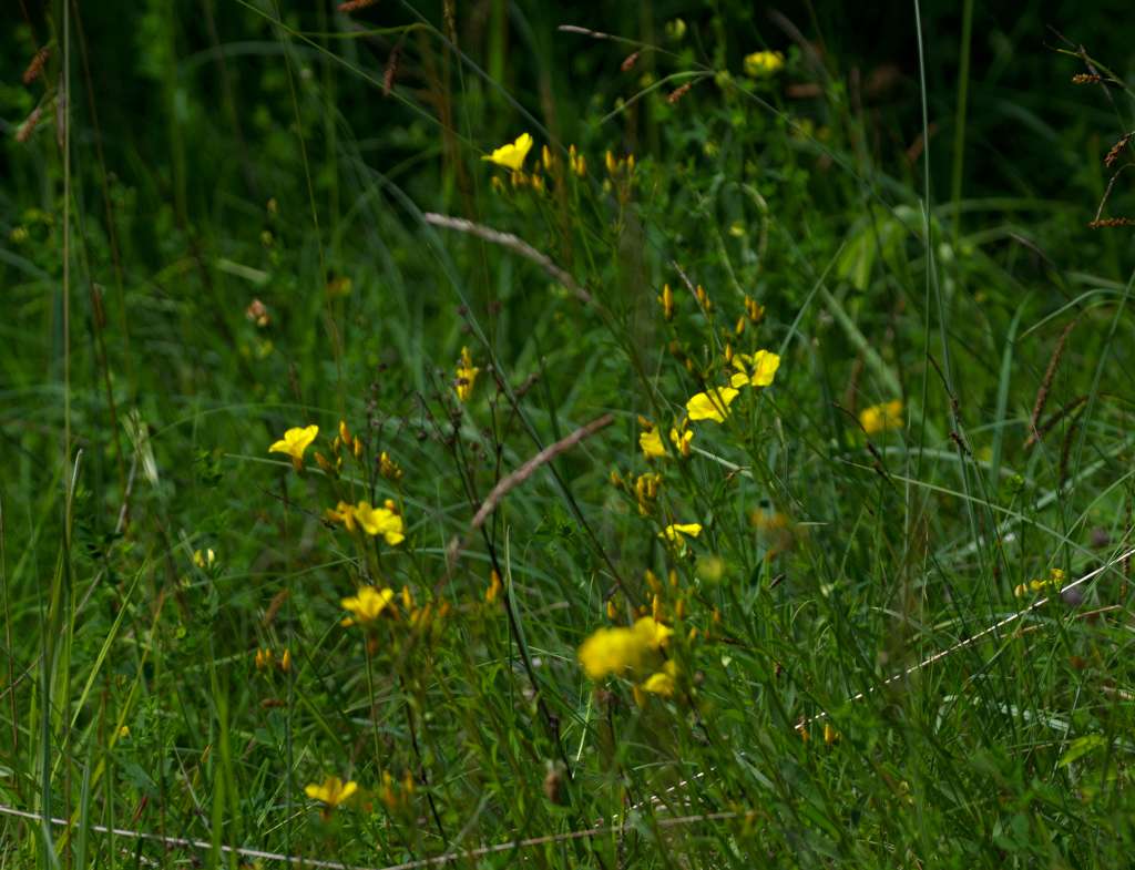 IMGP2638-1024.jpg