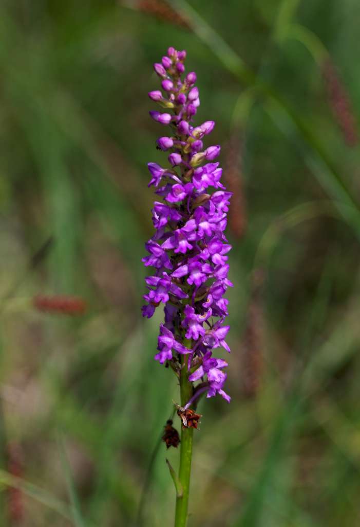 IMGP2639-1024.jpg