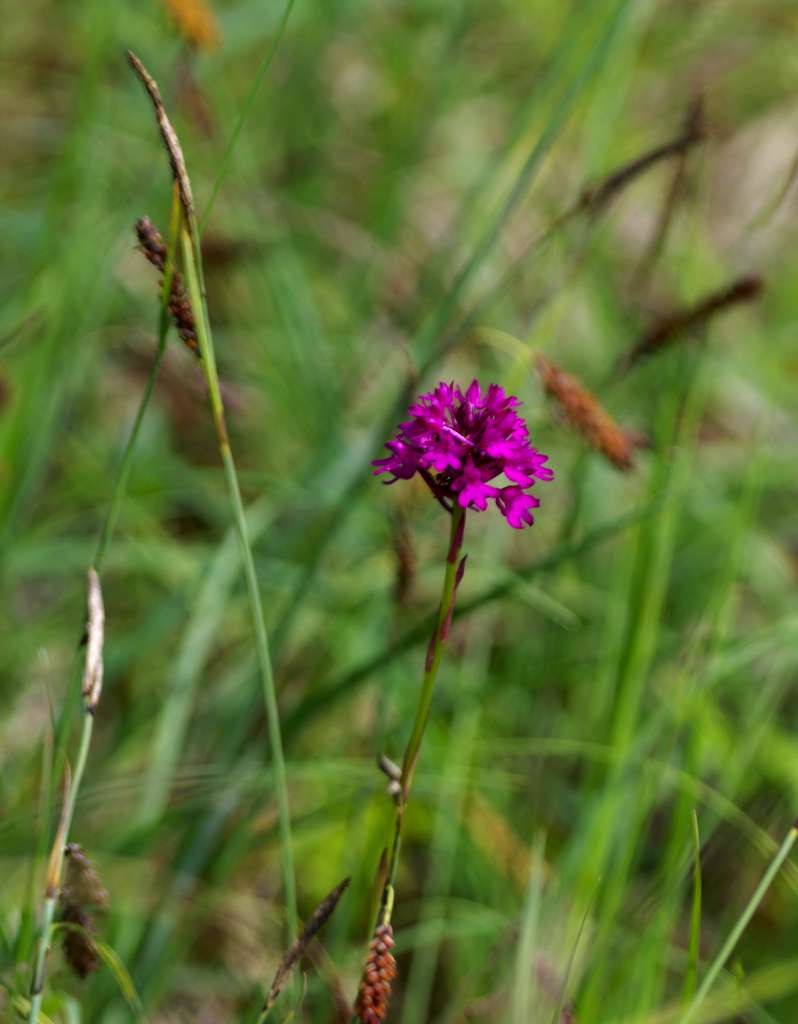IMGP2644-1024.jpg