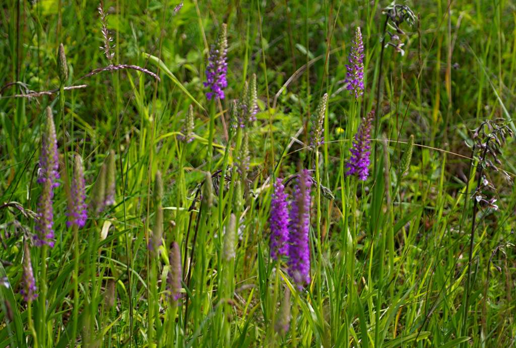 IMGP2645-1024.jpg
