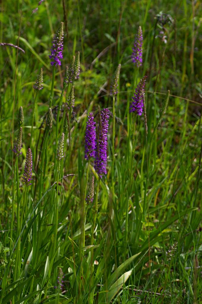 IMGP2646-1024.jpg