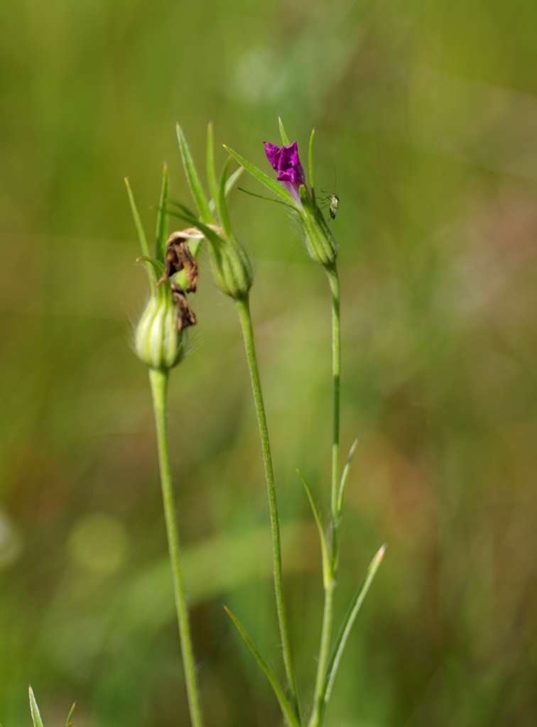 IMGP2734-1024.jpg