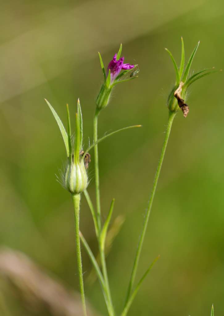IMGP2736-1024.jpg