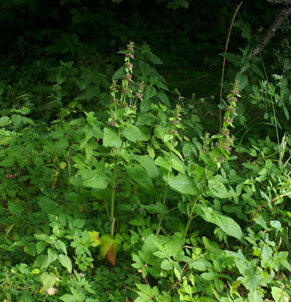 IMGP2825-1024.jpg