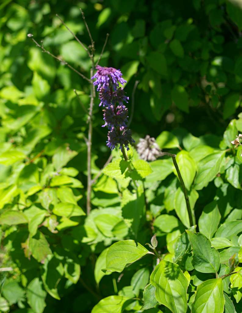 IMGP2917-1024.jpg