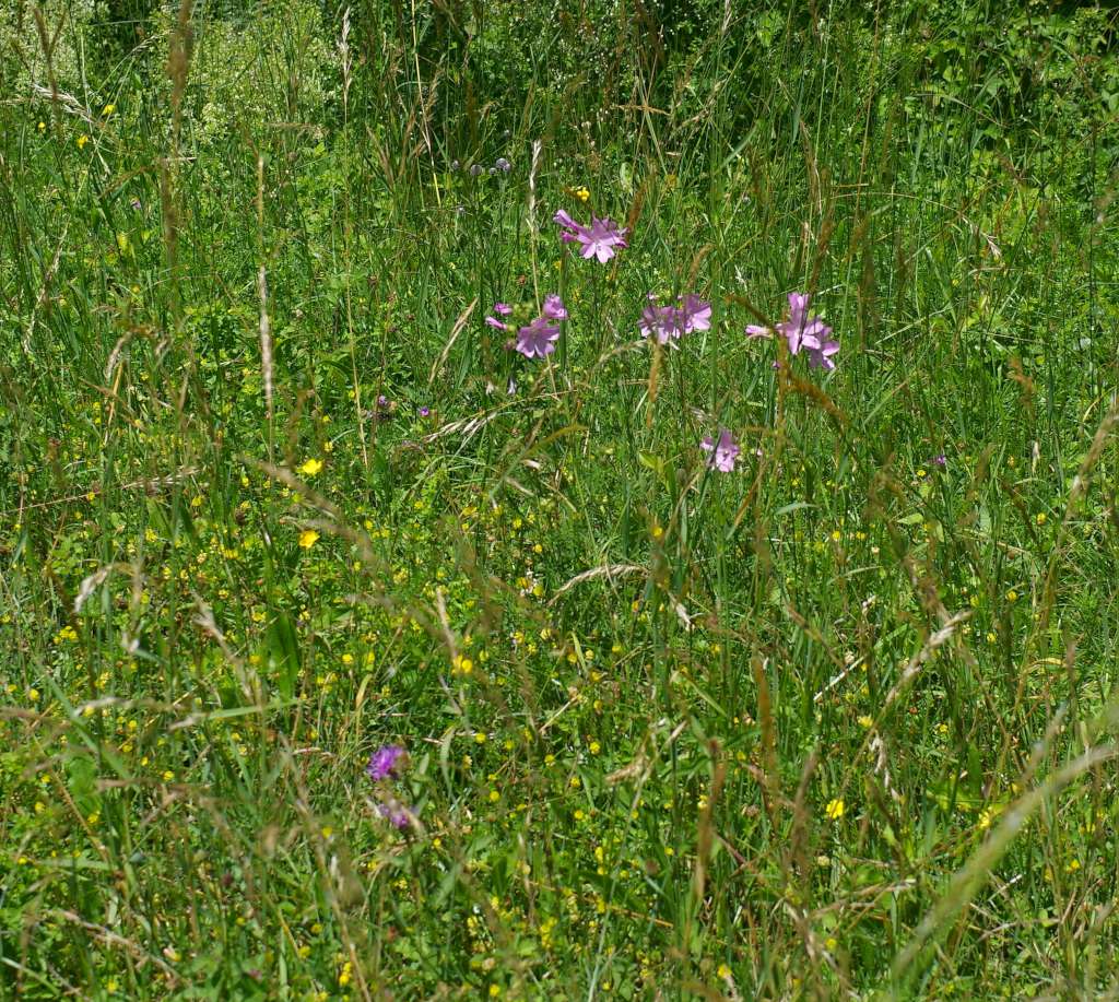 IMGP2930-1024.jpg