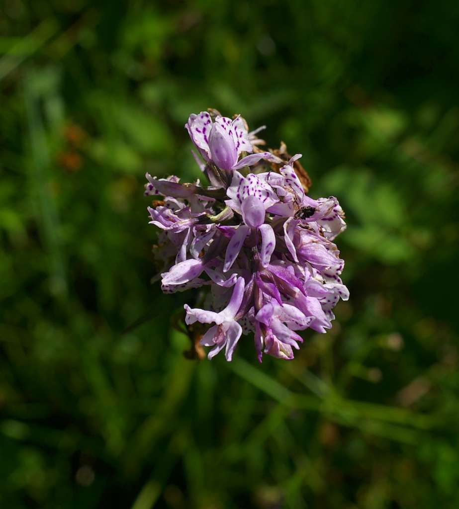 IMGP3015-1024.jpg