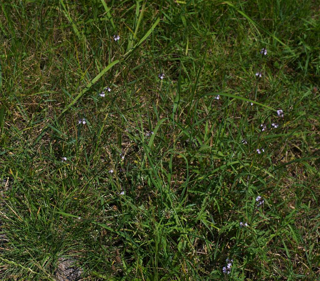 IMGP3314-1024.jpg