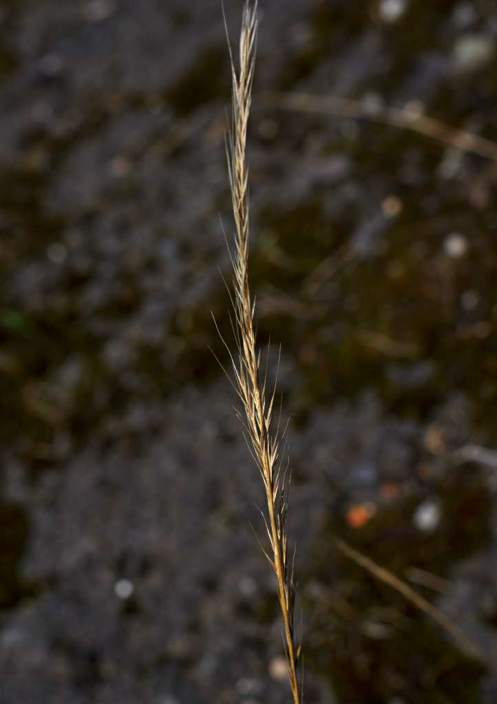 IMGP3316-1024.jpg