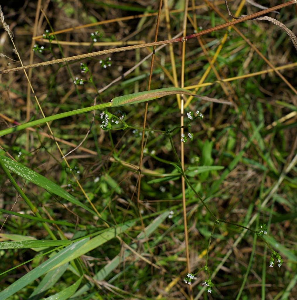IMGP3352-1024.jpg