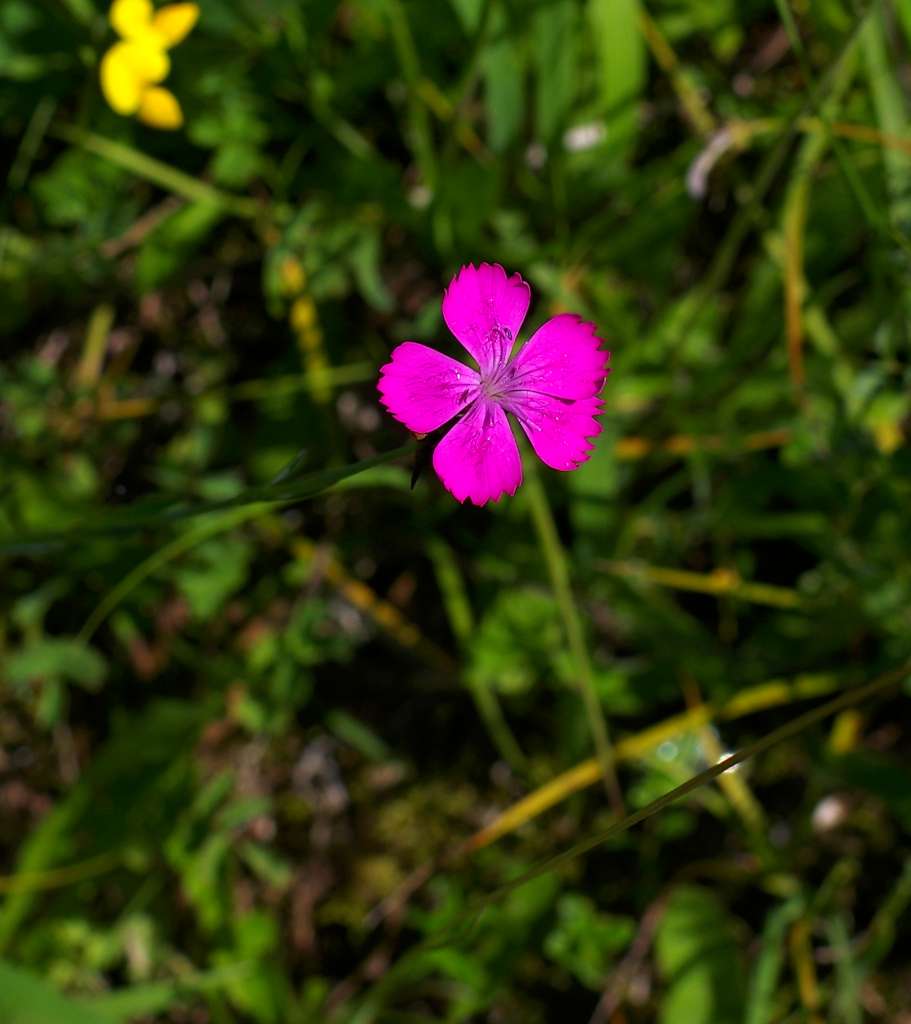 IMGP3370-1024.jpg