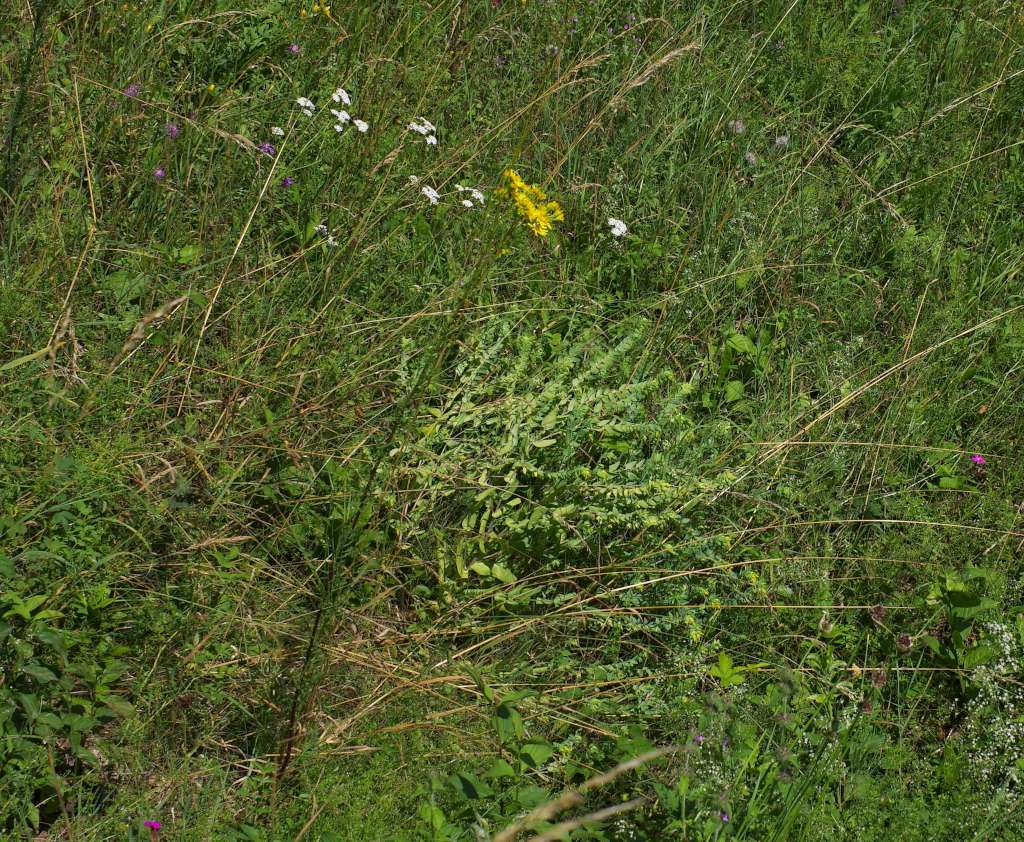 IMGP3376-1024.jpg