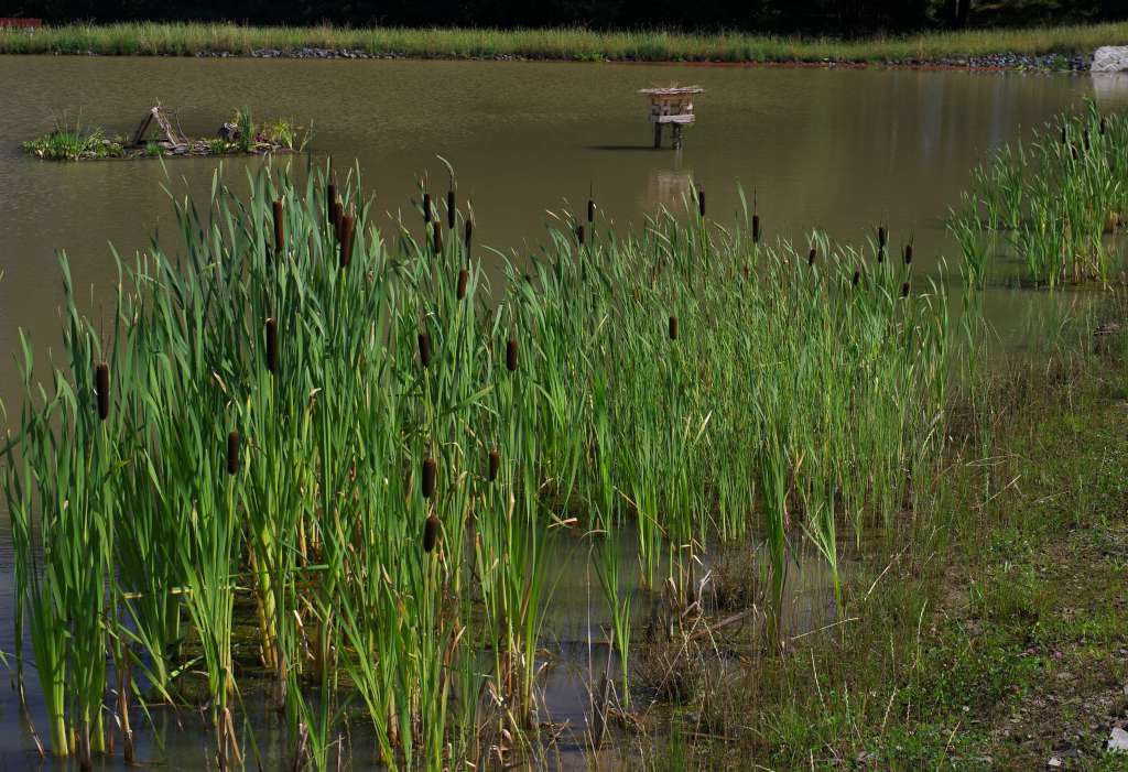 IMGP3512-1024.jpg