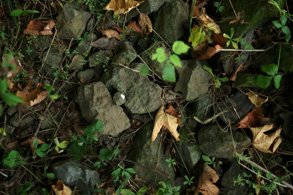 IMGP4930-1024.jpg