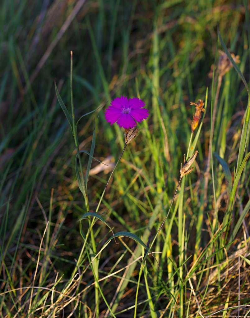 IMGP5528-1024.jpg