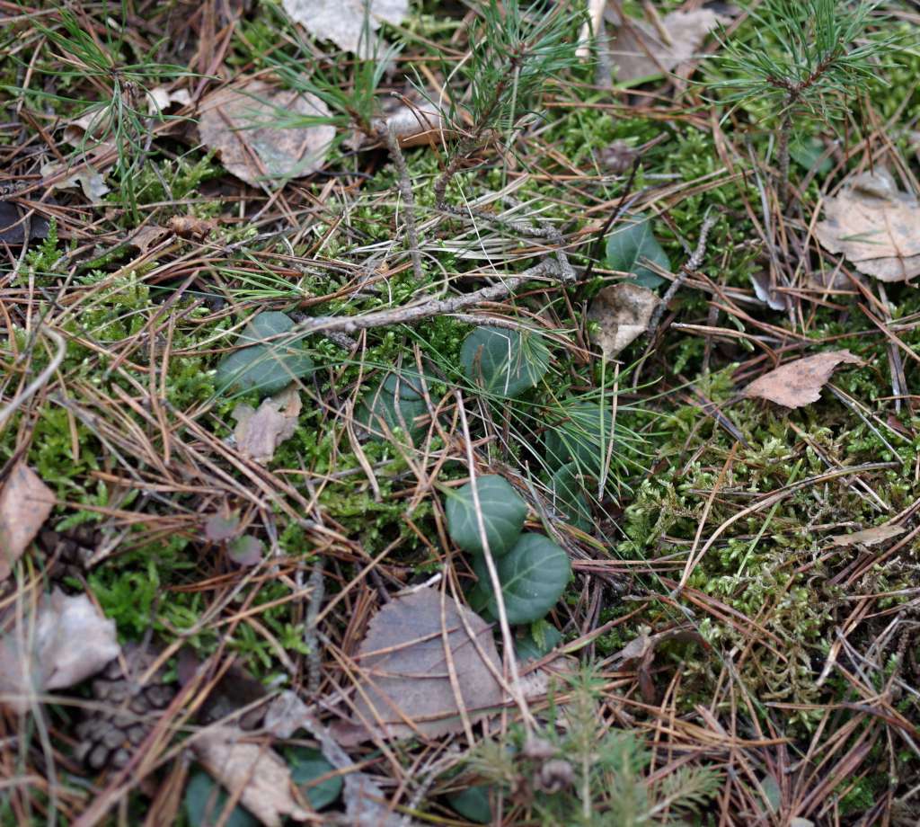 IMGP5943-1024.jpg