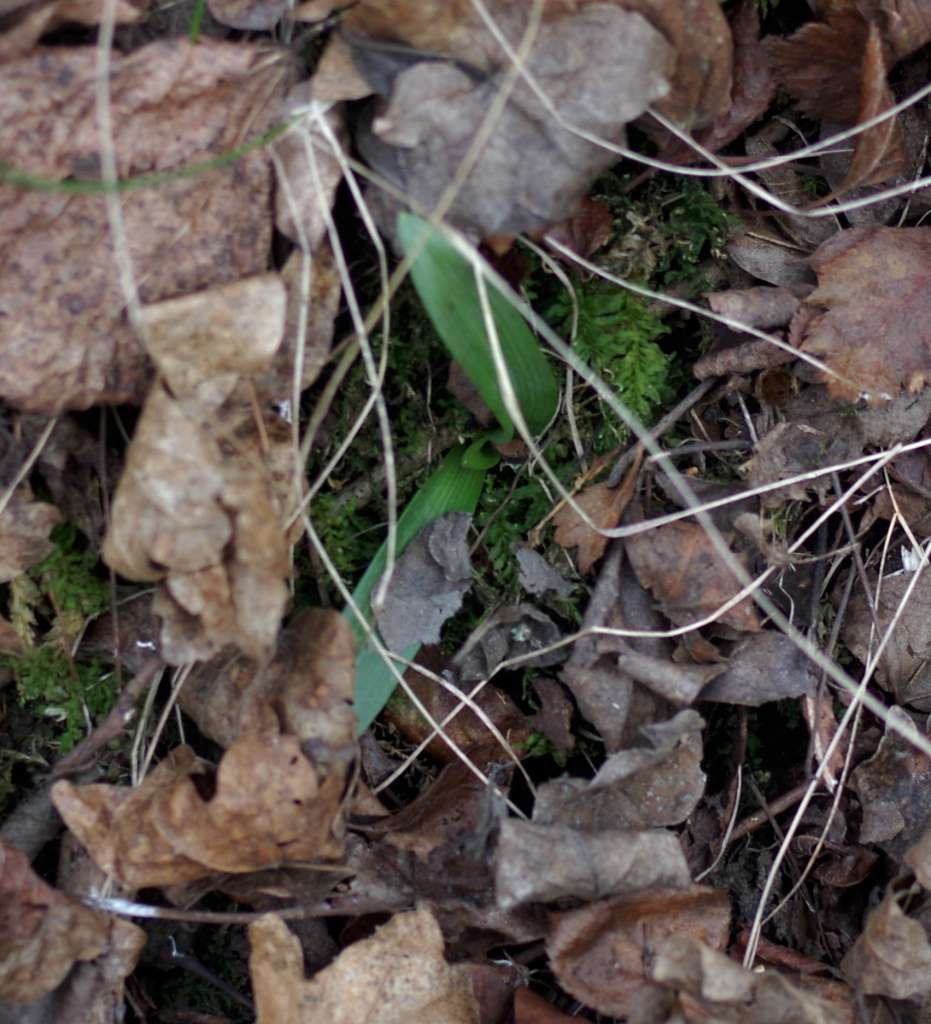 IMGP6043-1024.jpg