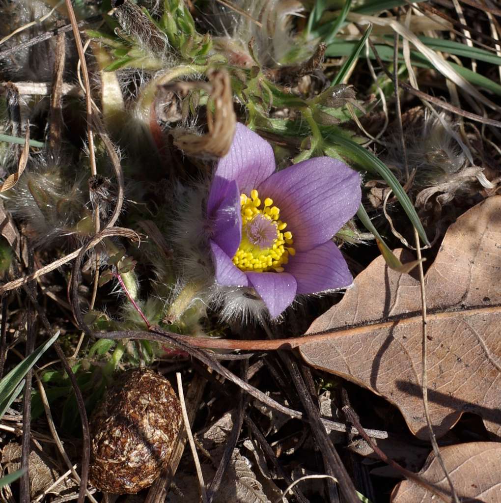 IMGP6095-1024.jpg