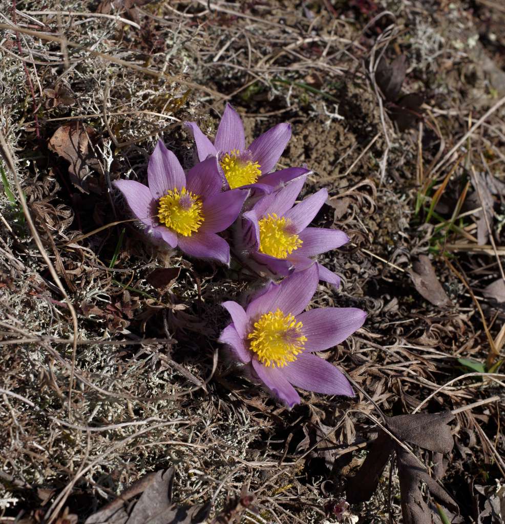 IMGP6125-1024.jpg