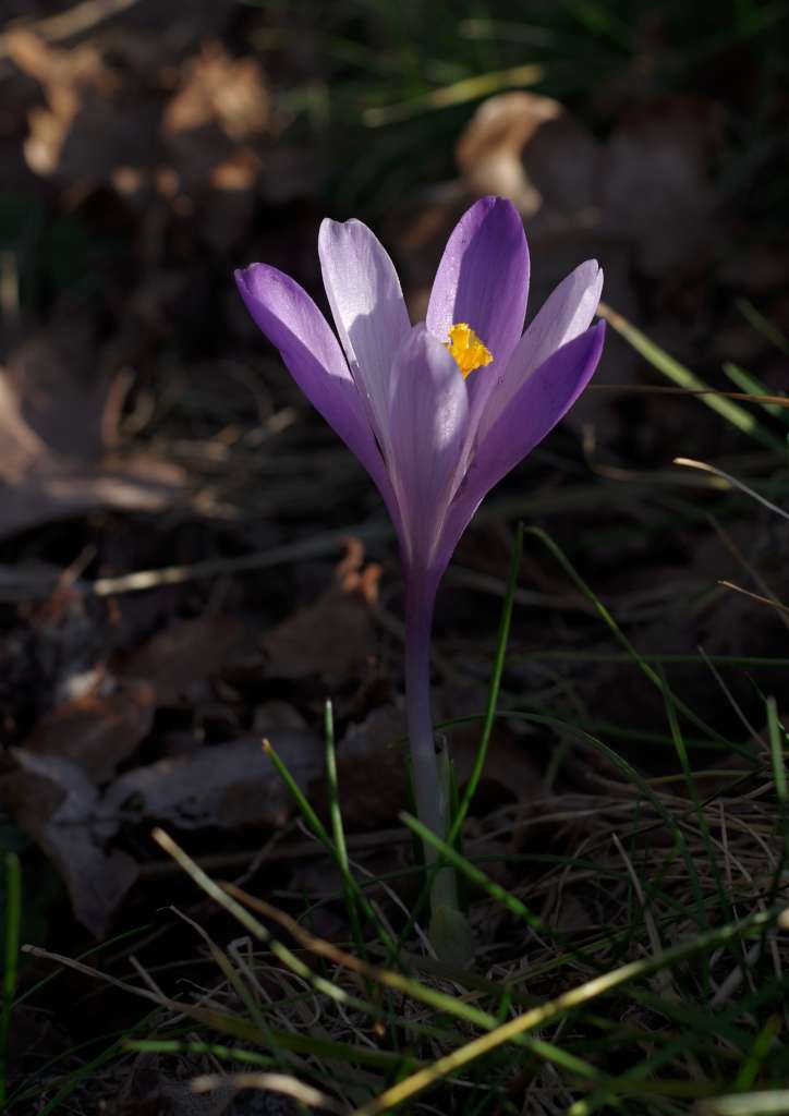 IMGP6160-1024.jpg