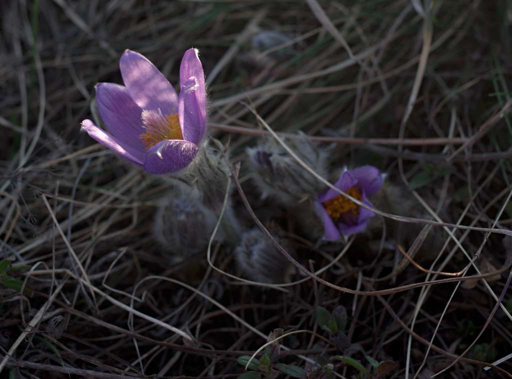 IMGP6369-1024.jpg