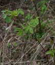 IMGP6920-1024.jpg